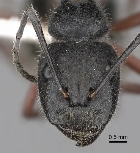 Camponotus suffusus - CASENT0280213