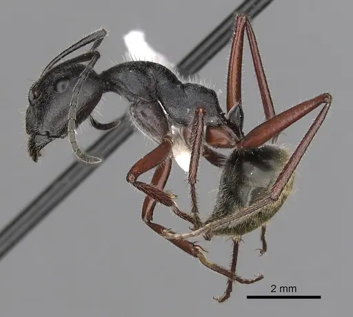 Camponotus suffusus - CASENT0280213