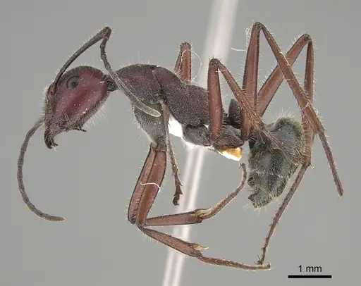 Camponotus suffusus - CASENT0887711