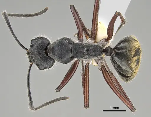 Camponotus suffusus - CASENT0887730