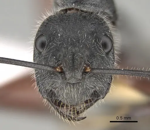 Camponotus suffusus - CASENT0887730