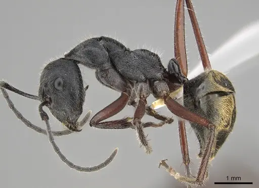 Camponotus suffusus - CASENT0887730