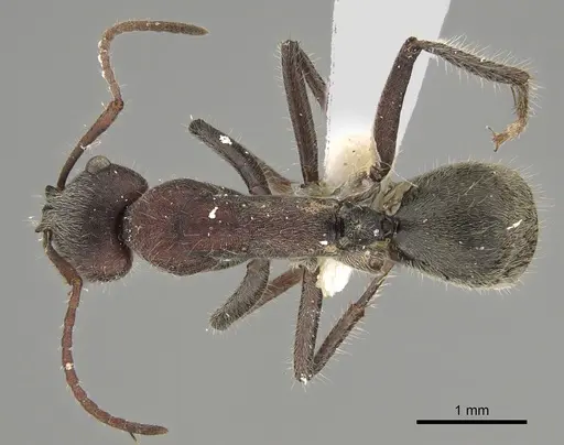 Camponotus suffusus - CASENT0887731