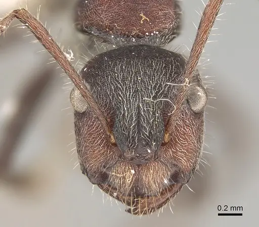 Camponotus suffusus - CASENT0887731