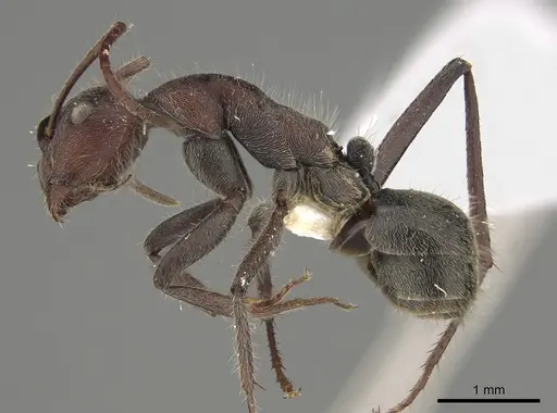 Camponotus suffusus - CASENT0887731