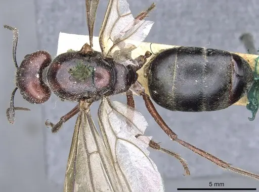 Camponotus suffusus - CASENT0903546