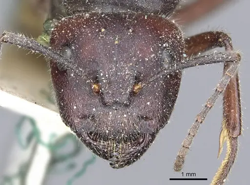 Camponotus suffusus - CASENT0903546