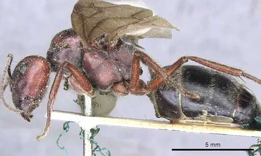 Camponotus suffusus - CASENT0903546
