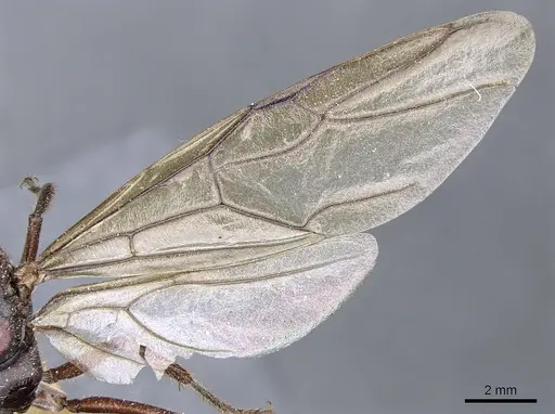 Camponotus suffusus - CASENT0903546