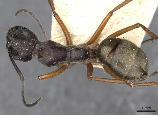 Camponotus suffusus - CASENT0910412