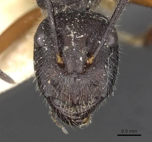 Camponotus suffusus - CASENT0910412