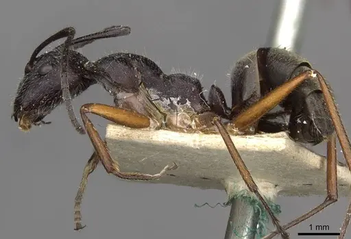 Camponotus suffusus - CASENT0910412