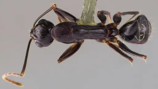 Camponotus sylvaticus specimen