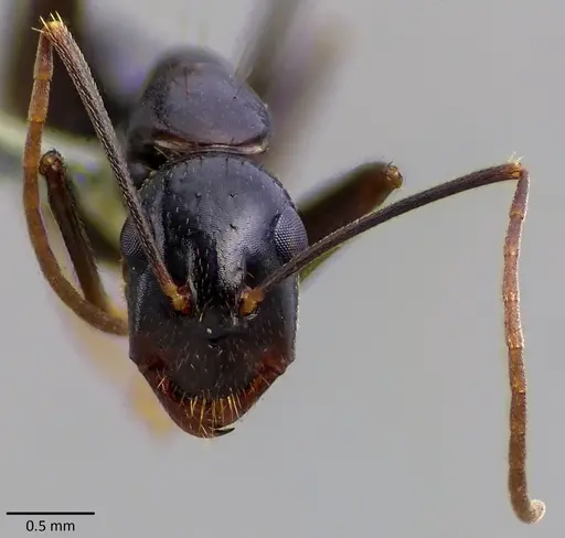 Camponotus sylvaticus specimen