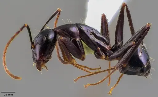 Camponotus sylvaticus specimen