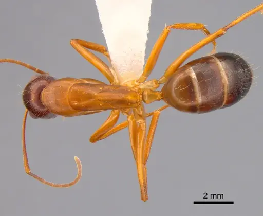 Camponotus sylvaticus - CASENT0882019