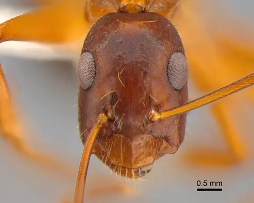 Camponotus sylvaticus - CASENT0882019