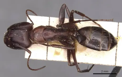 Camponotus sylvaticus - CASENT0905294