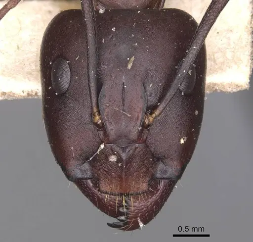 Camponotus sylvaticus - CASENT0905294