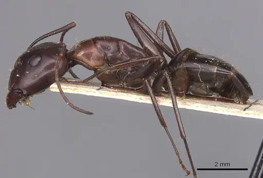 Camponotus sylvaticus - CASENT0905294