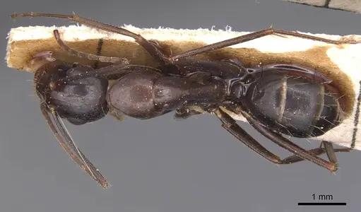 Camponotus sylvaticus - CASENT0905295