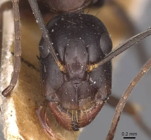 Camponotus sylvaticus - CASENT0905295