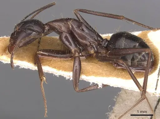 Camponotus sylvaticus - CASENT0905295