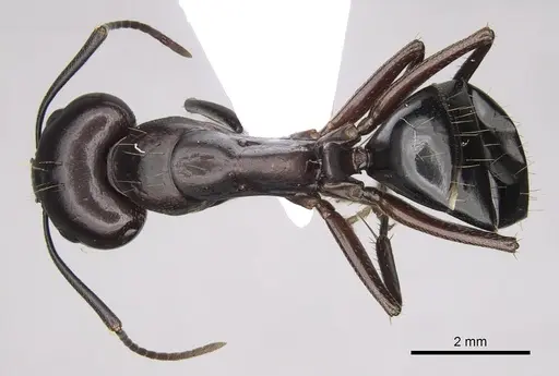 Camponotus sylvaticus - CASENT0906060