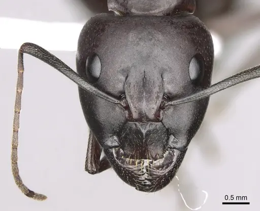 Camponotus sylvaticus - CASENT0906060