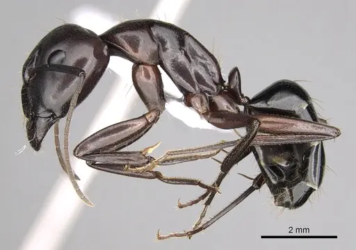 Camponotus sylvaticus - CASENT0906060