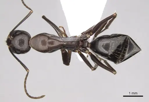 Camponotus sylvaticus - CASENT0906061