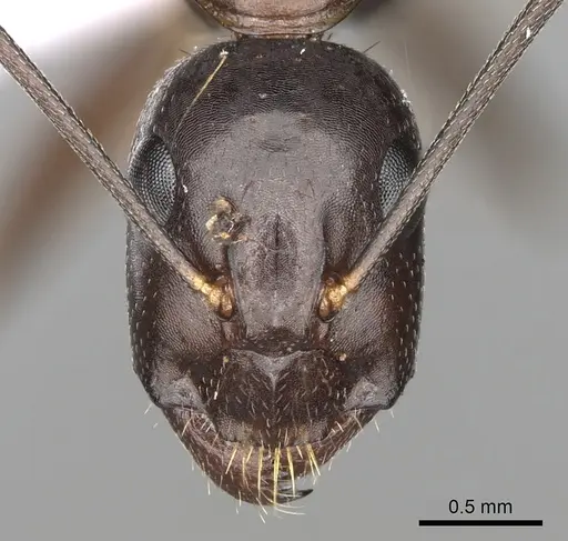 Camponotus sylvaticus - CASENT0906061