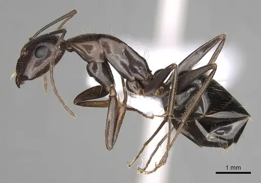 Camponotus sylvaticus - CASENT0906061