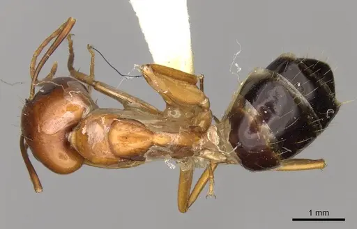 Camponotus sylvaticus - CASENT0906985