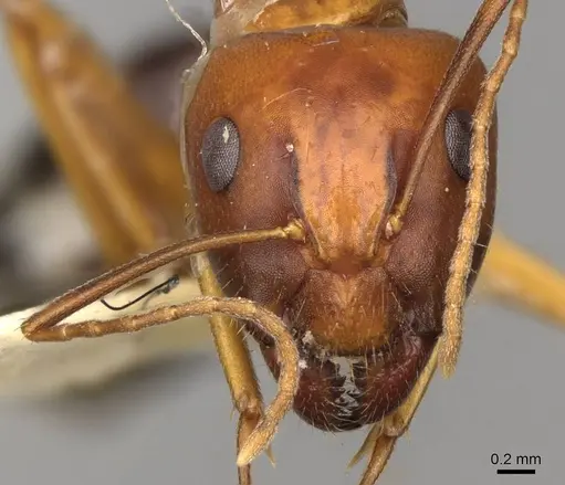 Camponotus sylvaticus - CASENT0906985