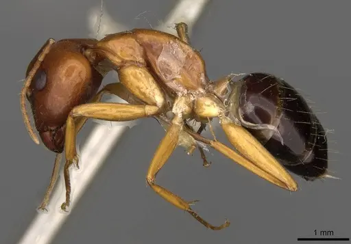 Camponotus sylvaticus - CASENT0906985