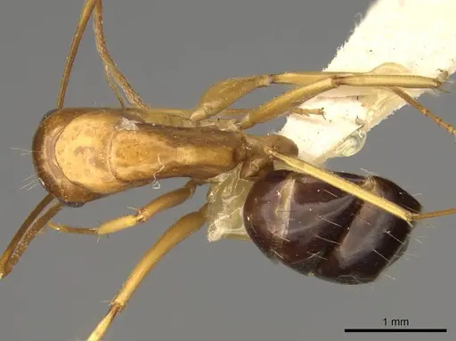 Camponotus sylvaticus - CASENT0906986