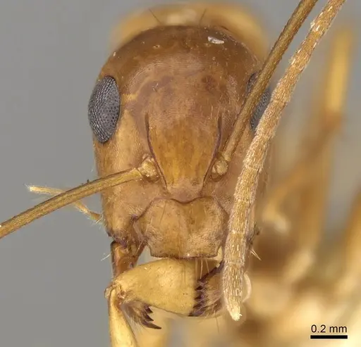 Camponotus sylvaticus - CASENT0906986