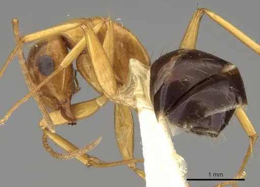 Camponotus sylvaticus - CASENT0906986