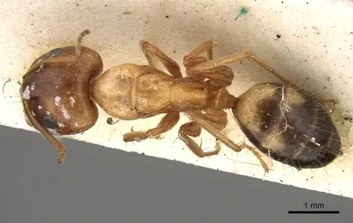 Camponotus sylvaticus - CASENT0906987