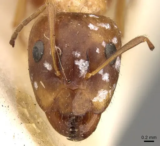 Camponotus sylvaticus - CASENT0906987