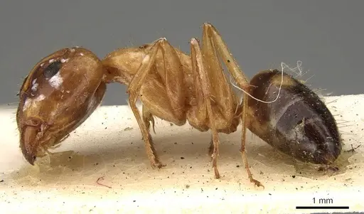 Camponotus sylvaticus - CASENT0906987