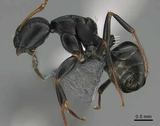 Camponotus tafo specimen