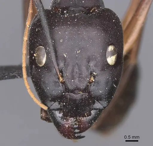 Camponotus tahatensis specimen