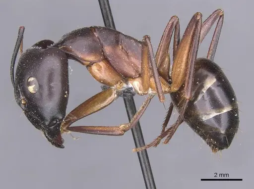 Camponotus tahatensis specimen