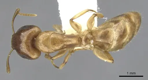 Camponotus taino specimen