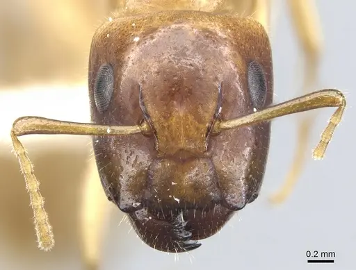 Camponotus taino specimen