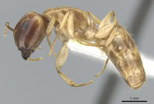 Camponotus taino specimen