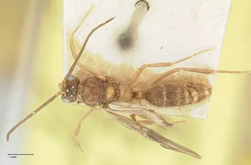 Camponotus taipingensis specimen