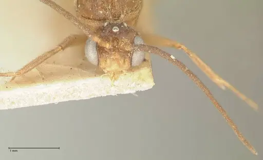 Camponotus taipingensis specimen